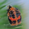 325618 – Photo : Oryctes – France (59)